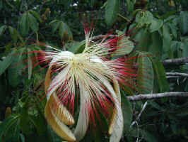 lamani flower.jpg (86881 bytes)