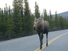Moose on the loose.jpg (68950 bytes)