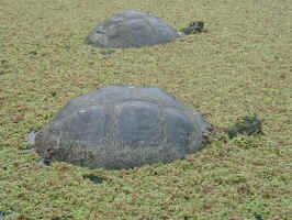Swimming tortoises.jpg (128082 bytes)