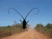 beetle_on_windshield.jpg (29221 bytes)