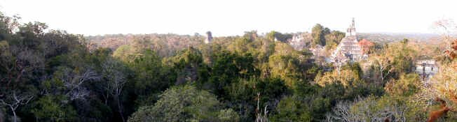 jungle top pan.jpg (381652 bytes)