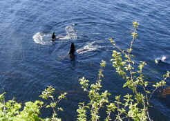orcas near shore.jpg (115981 bytes)