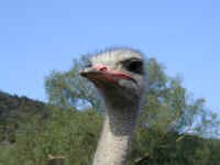 ostrich.jpg (50866 bytes)