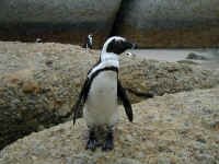 penguin.jpg (115937 bytes)