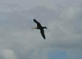 waved_albatross_flying.jpg (22619 bytes)